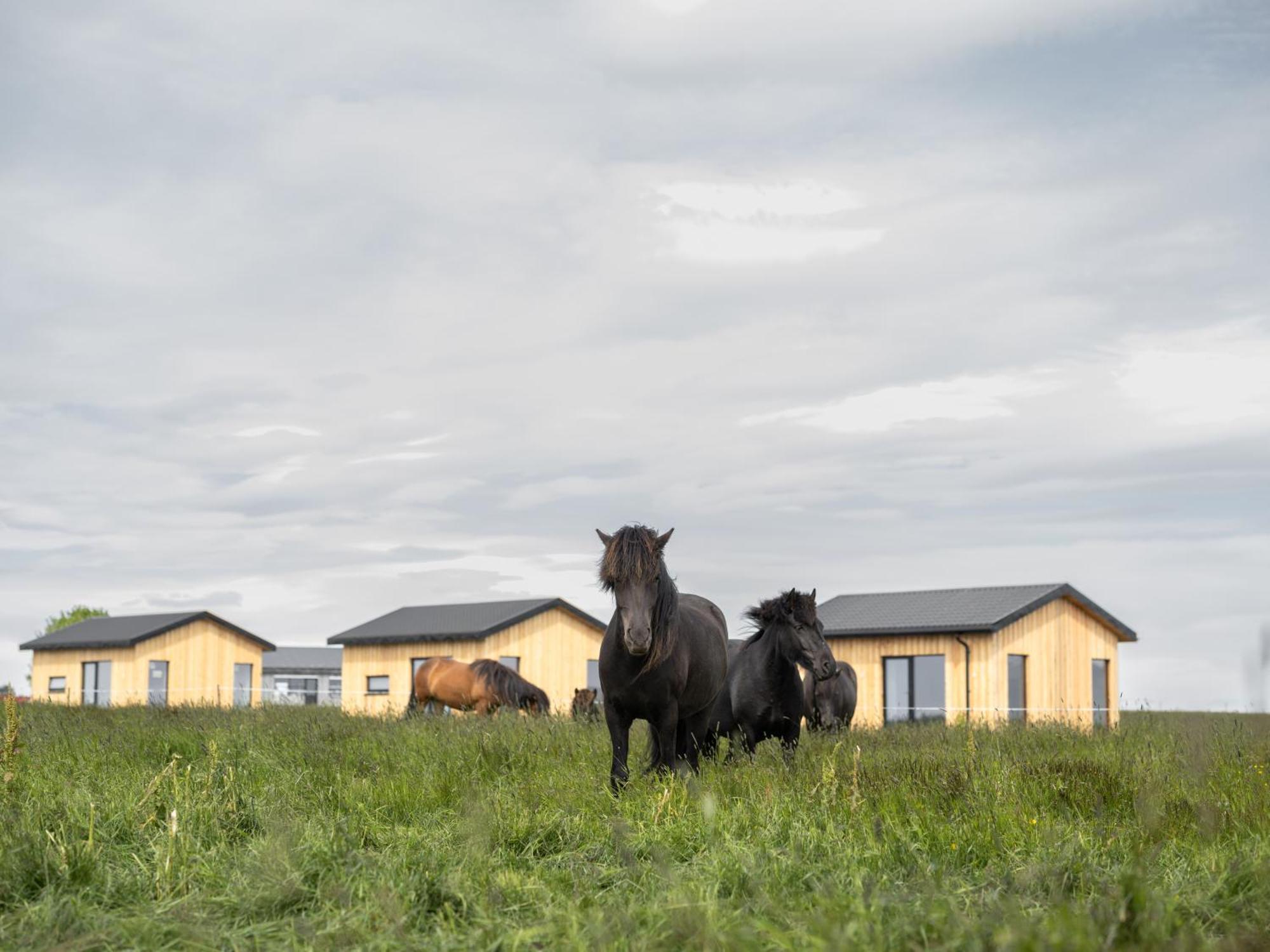 Apartmán Sleeping With The Horses Hvolsvöllur Exteriér fotografie